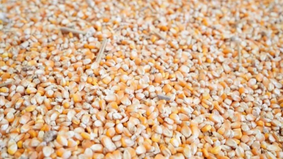 kernels_of_corn_await_export_at_a_warehouse_in_preah_vihear_province._maff.jpg