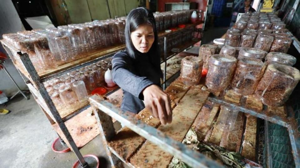 khem_sreymom_is_feeding_ants_at_her_farm_in_phnom_penhs_por_sen_chey_district_on_january_2._hong_menea.jpg