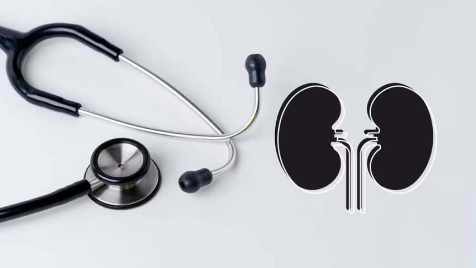 kidney_2.avif