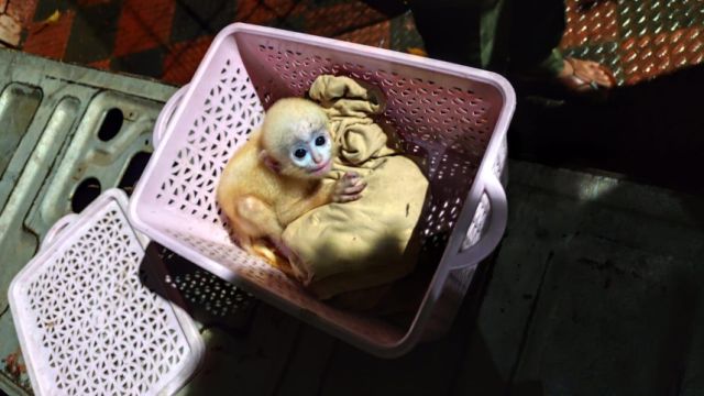 langur2.jpg