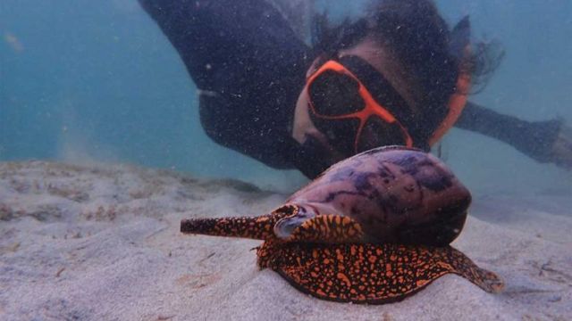 lor_samphors_takes_photo_with_a_sea_creature_in_august._marine_conservation_cambodia.jpg