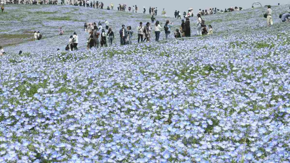 nemophila2.jpg