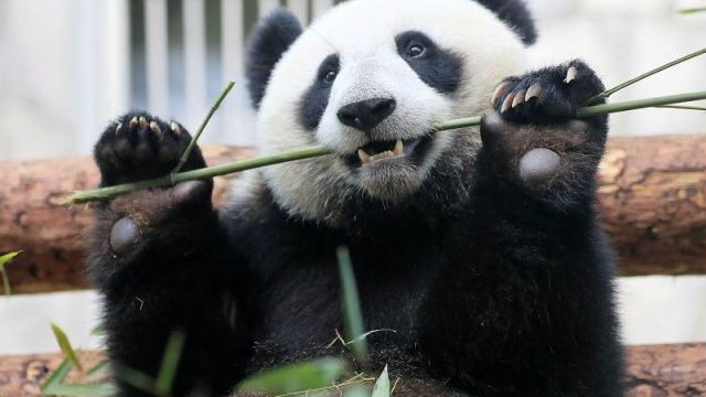 panda.jpg
