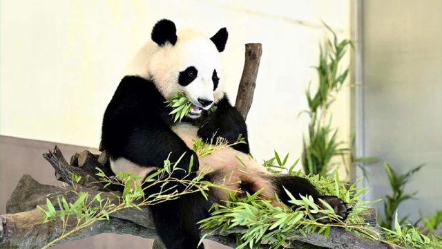 panda.jpg