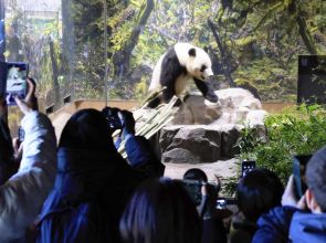 Giant panda fans bid farewell to twins at Japan’s Ueno Zoo, shop introduces new merchandise