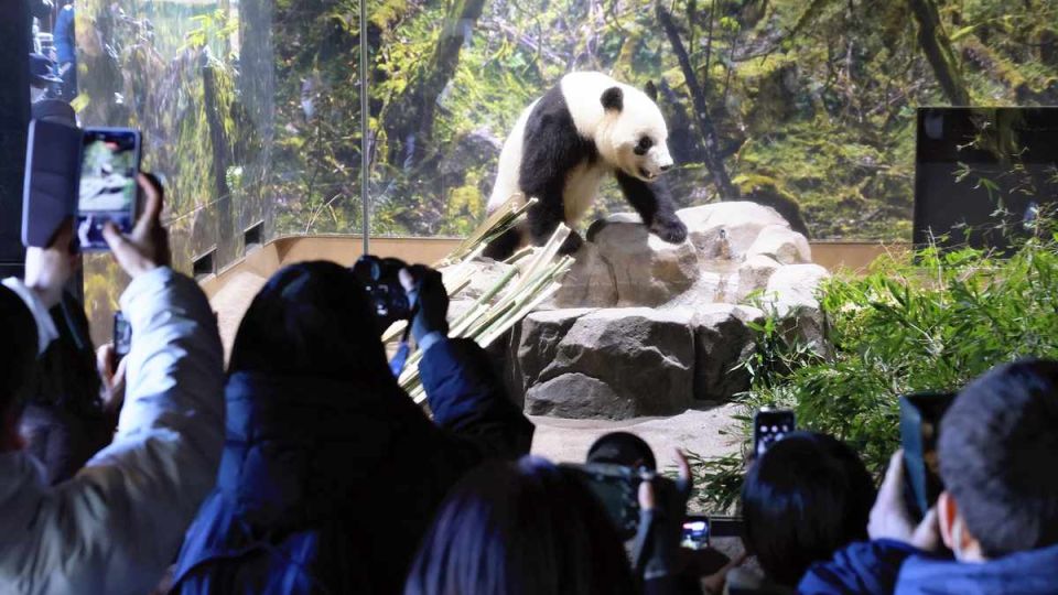 Giant panda fans bid farewell to twins at Japan's Ueno Zoo, shop