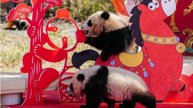panda.jpg