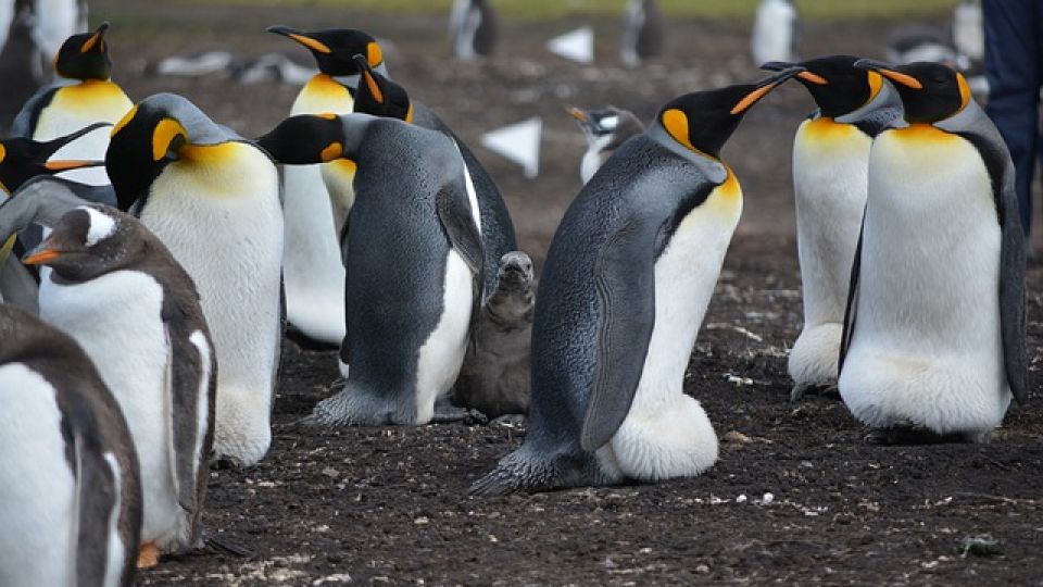 penguins-5414467_640.jpg