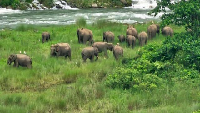 samtse-elephant.jpg