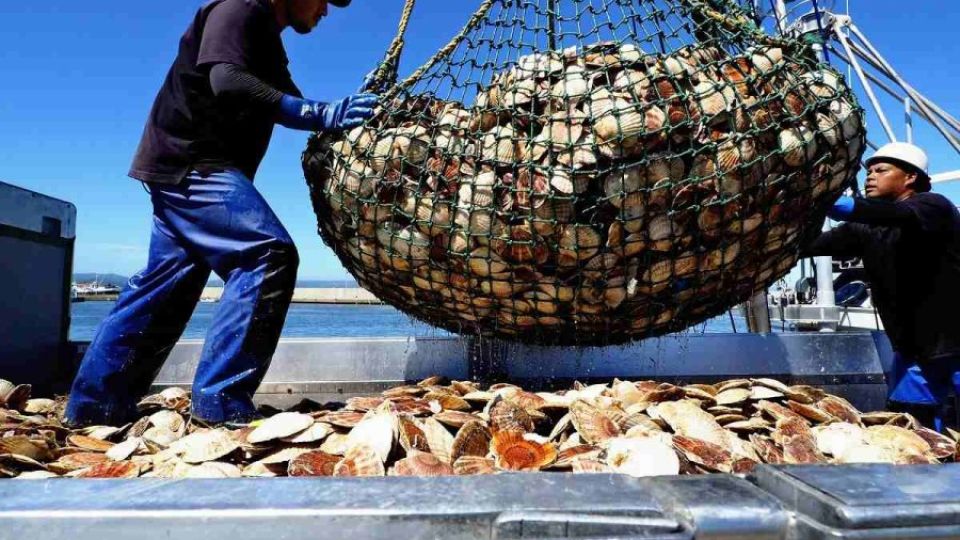 scallop1.jpg