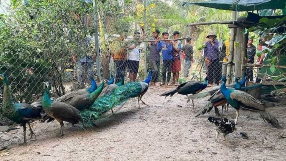 several_peacocks_recently_confiscated_by_the_forestry_administration_are_back_with_their_owners_in_kampong_chhnang_province._supplied.jpg