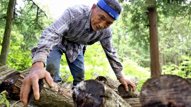 shiitake-mushroom.jpg