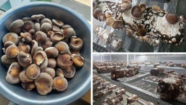 shiitake_mushrooms_cultivated_in_greenhouses_in_the_capitals_kob_srov_area._supplied.jpg