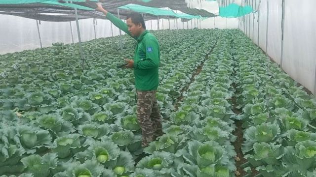 som-chantha-is-taking-care-of-his-cabbages-in-a-net-house-in-thma-koul-district-battambang-in-may.-supplied.jpg