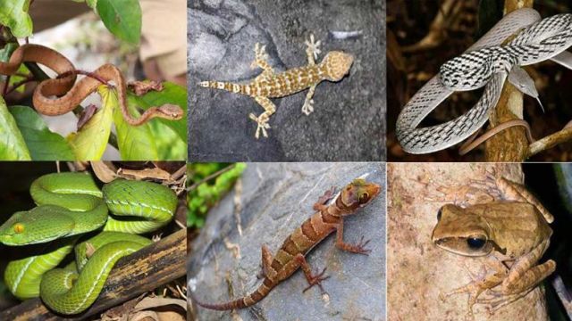some_of_the_species_found_during_the_expedition_in_kampot_by_a_team_of_scientists._supplied.jpg