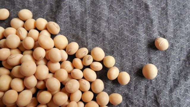 soybeans-182295_960_720.jpg