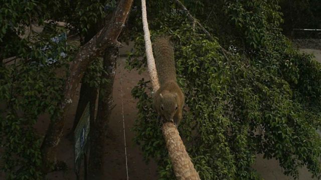 squirrel-satchhari-forest.jpeg