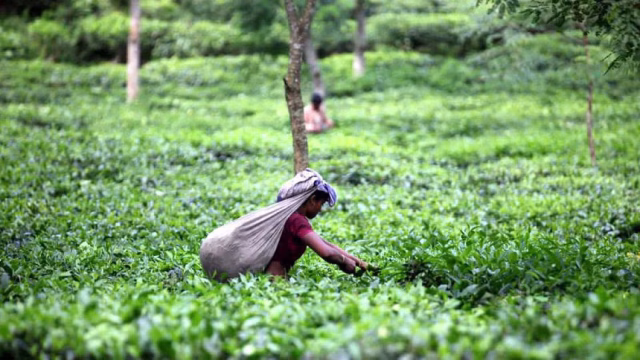 tea_garden.avif