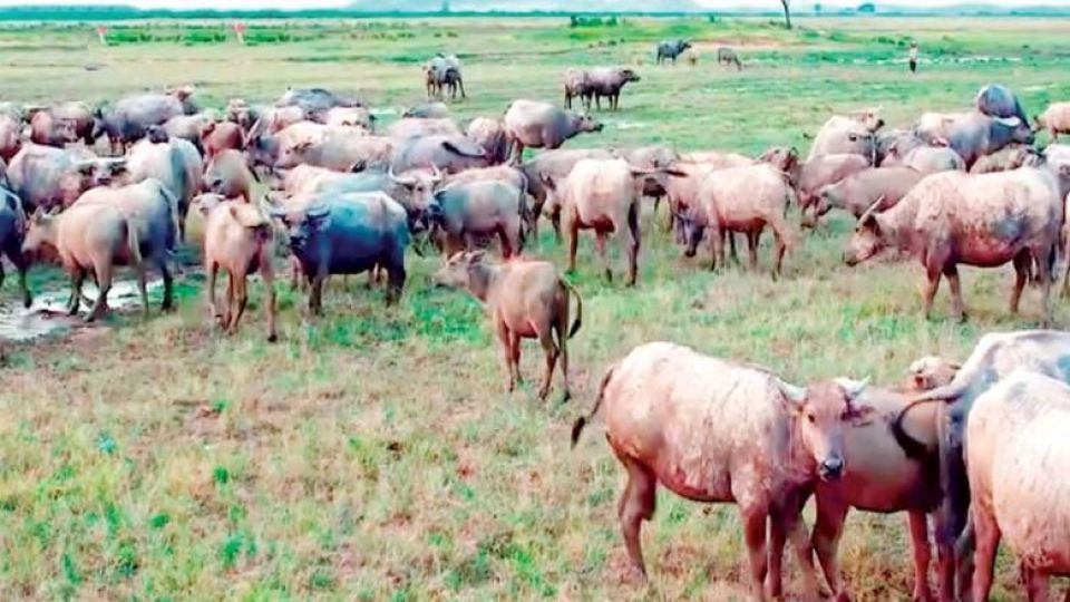the_buffalo_farm_in_kampong_cham_province_in_october._environment_ministry.jpg