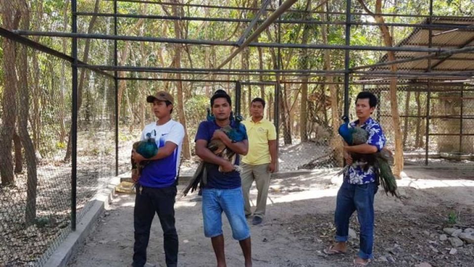 the_peacocks_were_kept_at_the_phnom_tamao_zoo_in_northern_takeo_provinces_bati_district_before_being_returned_to_their_owners_on_february_28._fn.jpg