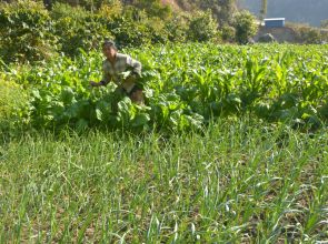 Nepal must create 6.5m jobs by 2050 to reap demographic dividend