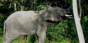 Round-the-clock operation launched to capture killer elephant in Nepal