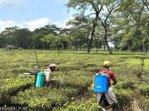 Nepal tea factories to shut as India tightens export rules, shipments stuck