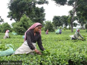Nepal’s tea exports to India to ease as it softens quality inspection rules