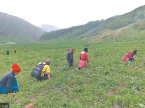 Livelihoods of mountain communities in Nepal unravelling as overharvesting drains Himalayan herbal wealth