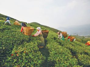 Nepali tea exports disrupted twice in two weeks due to India quality testing