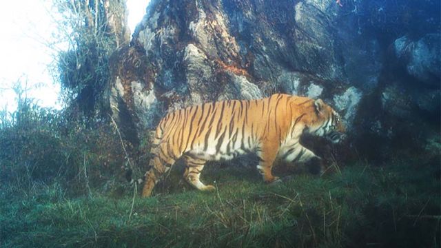 tiger-2.jpg