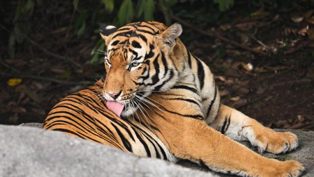 tiger.jpg