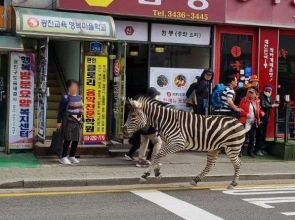 Zebra captured some 3 hours after escaping from Seoul zoo