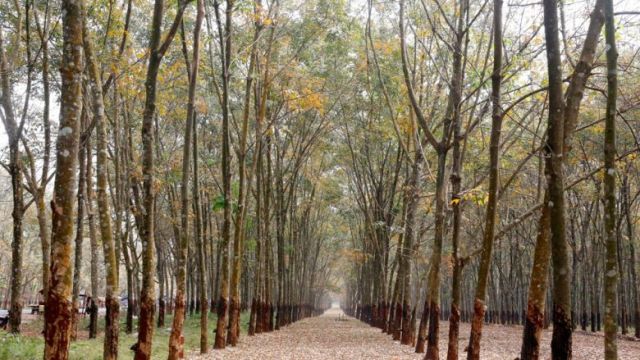 topic-12-rubber-plantation-at-memot-district-in-tbong-khmom-province_19_01-2016heng-chivoan-2.jpg