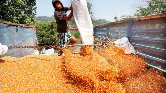 topic-17-a-man-was-corn-fruit-to-druck-in-pailin-province-by-heng-chivoan.jpg