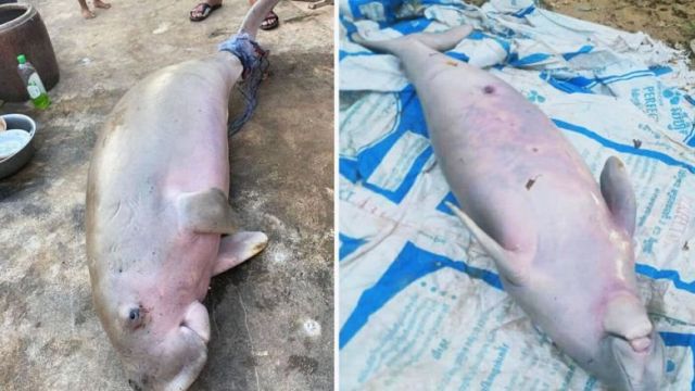 topic-24.-female-vendor-fined-for-sale-of-dugong-in-kep-on-june-17-2023-by-kep-province-news-3.jpg