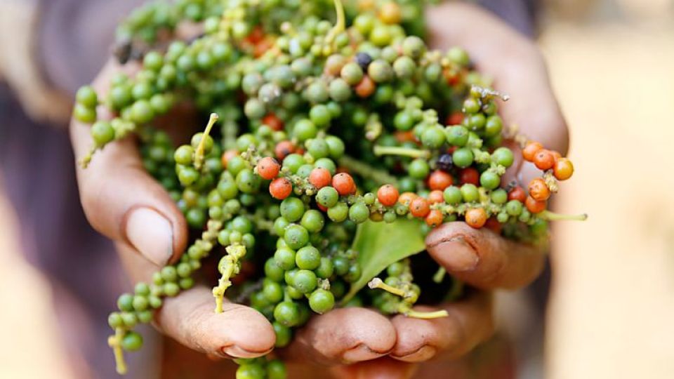 topic-9-farmers-harvest-pepper-in-ratanakkiri-province-on-23-07-2020-by-post-staff-2.jpg