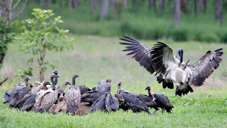 topic-9.-restaurant-vultures-at-dongplet-village-chheb-commune-in-preah-vihear-province-in-2020.-by-heng-chivoan-1.jpg