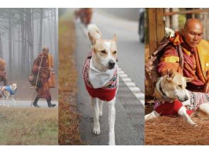 Aloka, the stray dog in India who walked 100 days for peace