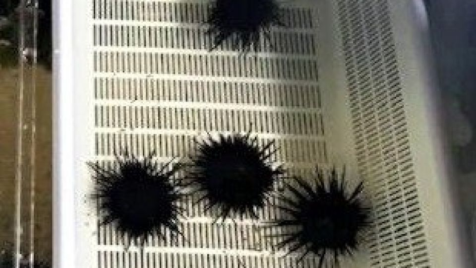 urchin-10213067.jpeg