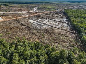 Indonesia food plan risks ‘world’s largest’ deforestation
