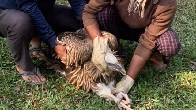 vulture-web.avif