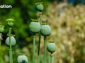Thailand allows use of opium, magic mushrooms for medical purposes, research