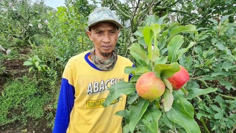 wgt-indoapple-280323_0.webp
