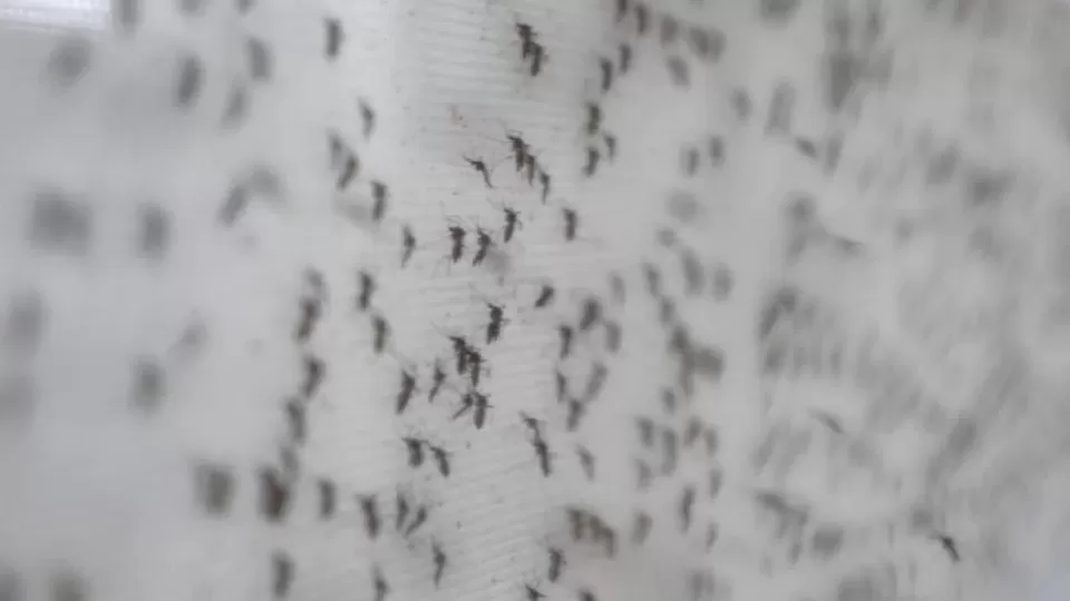 wgt-mozzies-300522.webp