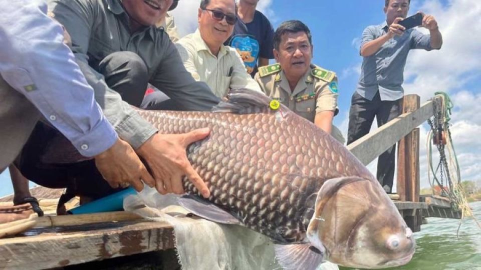 wonders-of-the-mekong-teams-release-a-large-number-of-fish-into-the-river-in-stung-treng-province-on-may-15.-wonders-of-the-mekong.jpg