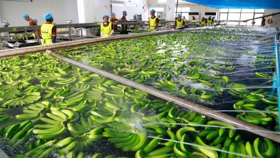 workers_prepare_bananas_at_a_farm_in_chhouk_district_kampot_province_in_june_2019._heng_chivoan.jpg