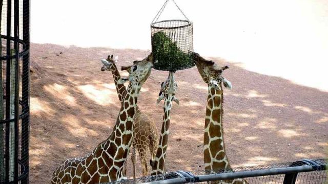 zoo9954649.jpg